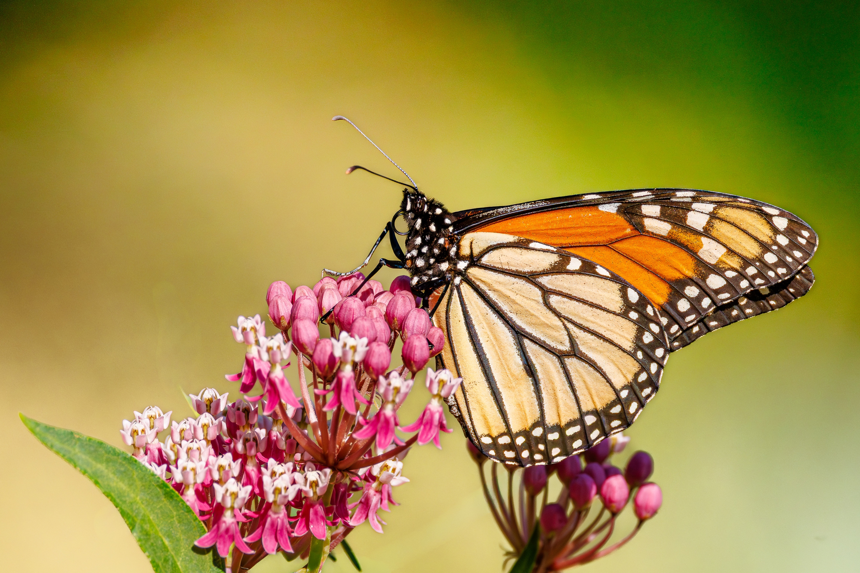 2nd PrizeOpen Color In Class 3 By Brian Cox For Monarch On Milkweed MAR-2026.jpg